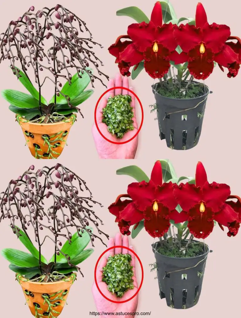 ¡Sólo una cuchara mágica! De repente, cada nudo de orquídea florece mucho más.