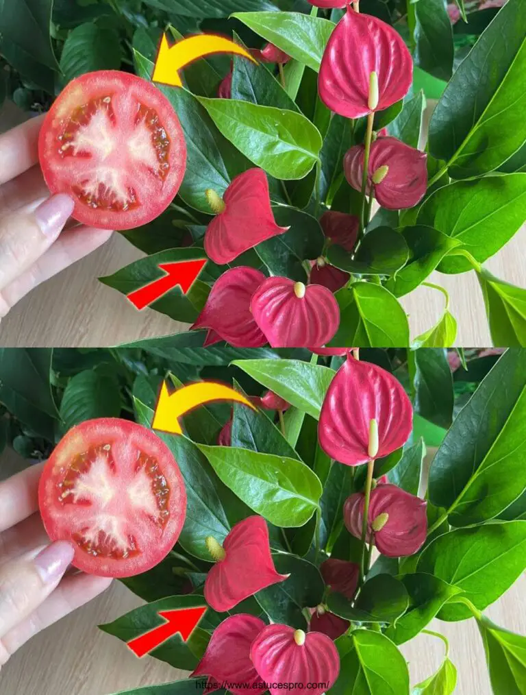 Sólo 1 rebanada de tomate, flores florecen todo el año