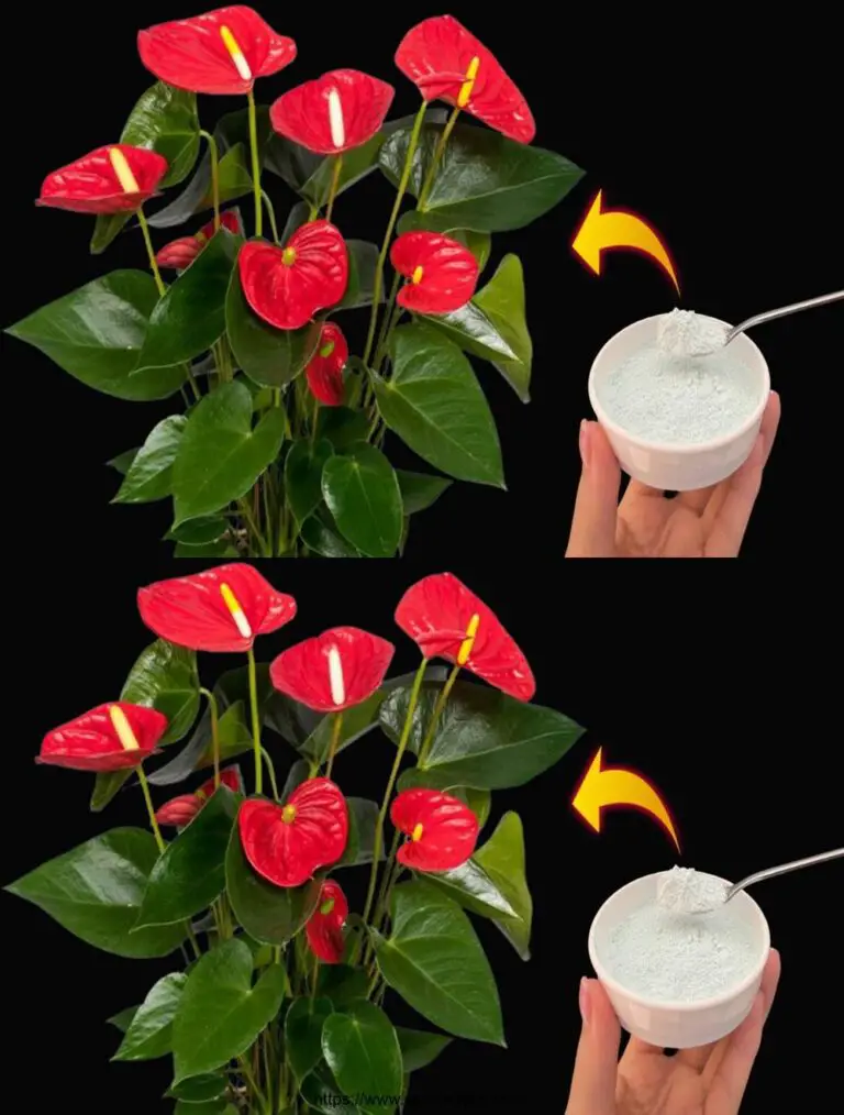 Una cuchara de magia para hacer florecer árboles, raíces y flores.