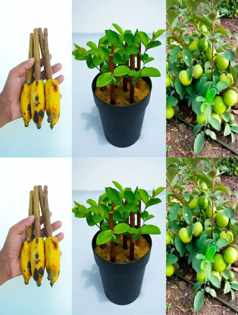 Cómo propagar el árbol de guava de cortes con plátanos