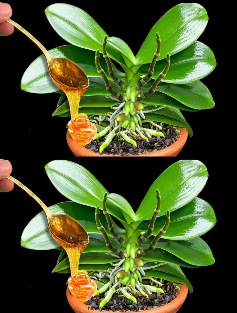 ¡Sólo una cuchara! Todas las orquídeas florecen fácilmente todo el año