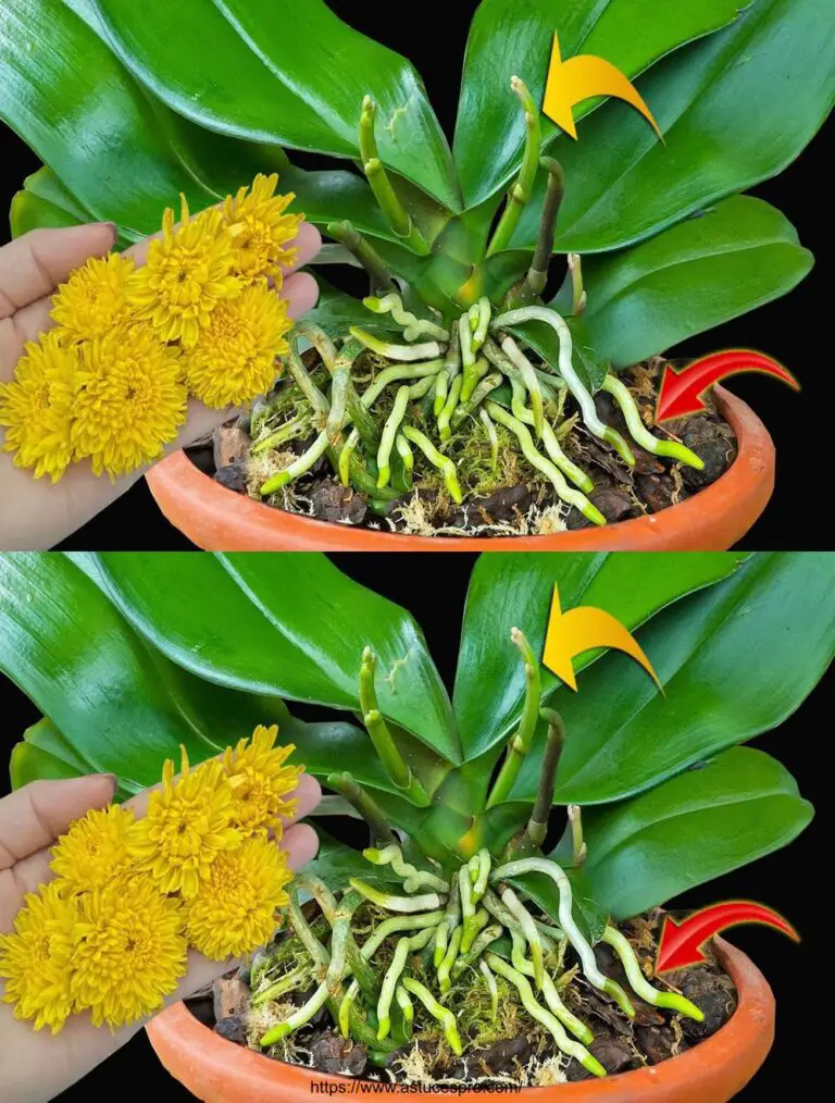 ¡Increíble! Las orquídeas rápidamente toman raíz y flor gracias a esta cosa