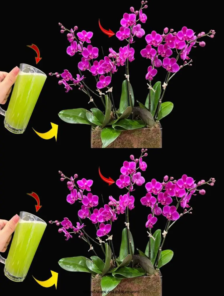 ¡Misterioso! Regar regularmente permitirá que la orquídea florezca brillantemente durante muchos meses
