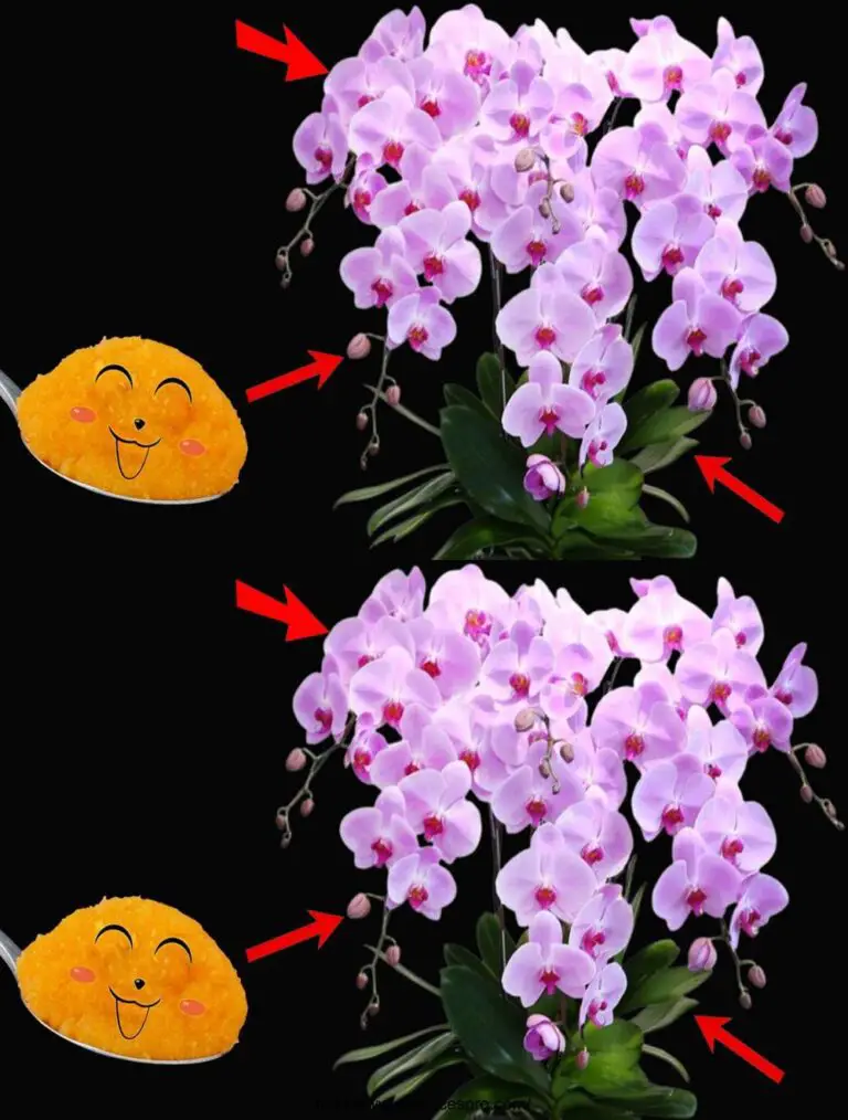 Con esto, las orquídeas florecerán como siempre y durarán para siempre