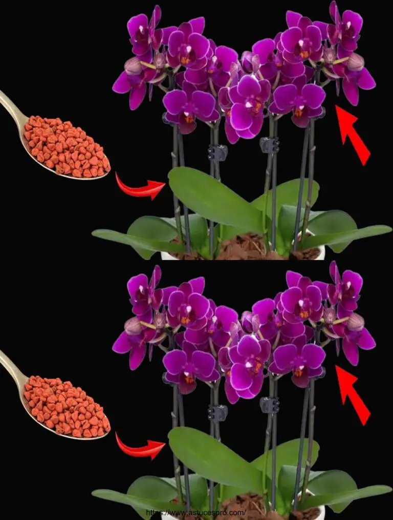 Milagrosamente, al regar esto, cada orquídea florecerá durante 3 años