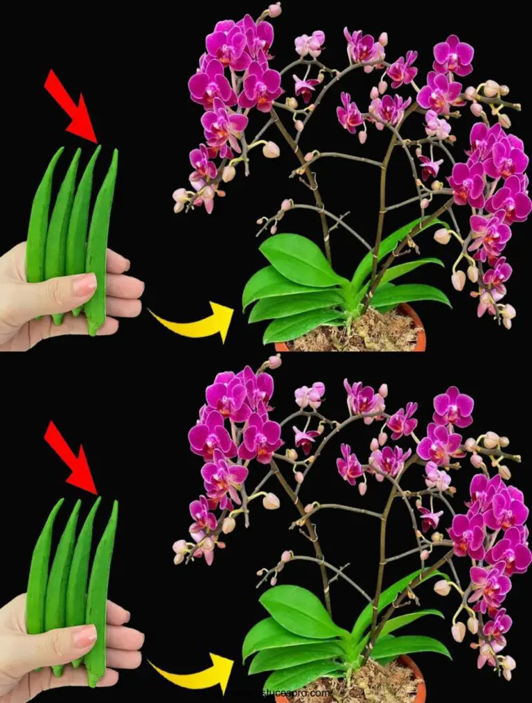 Descubre ahora este maravilloso fertilizante natural que hace florecer las orquídeas al instante