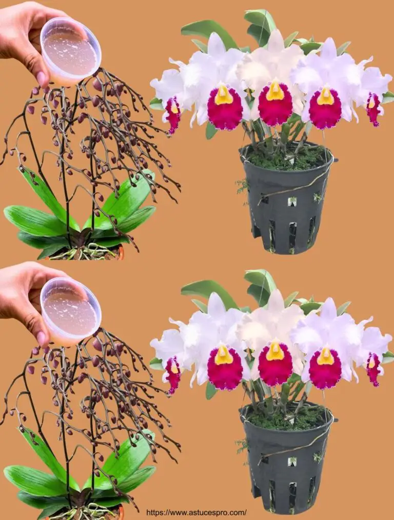 ¡Un tazón es suficiente! Todas las orquídeas florecen fácilmente todo el año