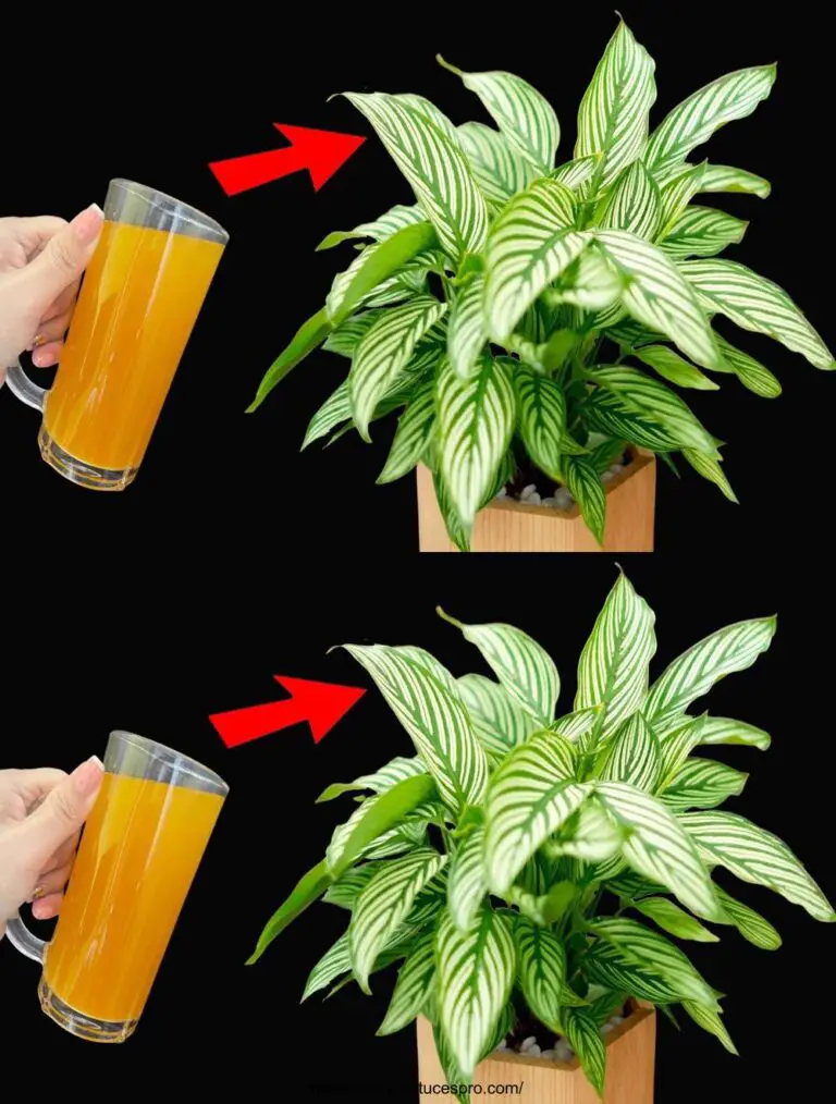 Sólo un vaso es suficiente para plantas verdes todo el año.