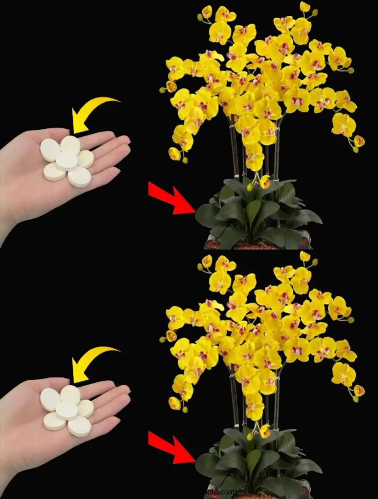 Una tableta por mes: raíces y floraciones se extienden todo el año fertilizantes naturales