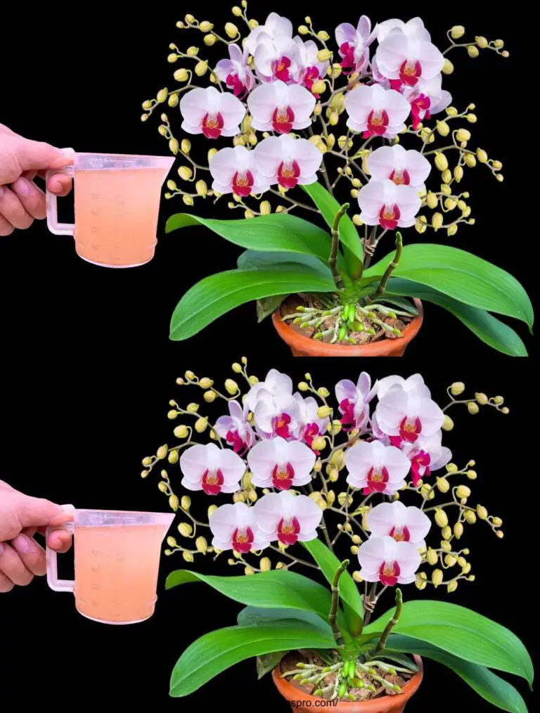 Una taza mágica para orquídeas en flor todo el año