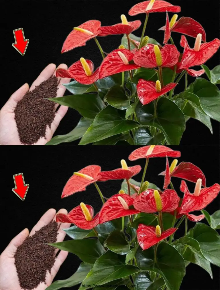 ¡Sólo 1 cuchara! De repente, el Anthurium ha hecho muchas flores mágicas