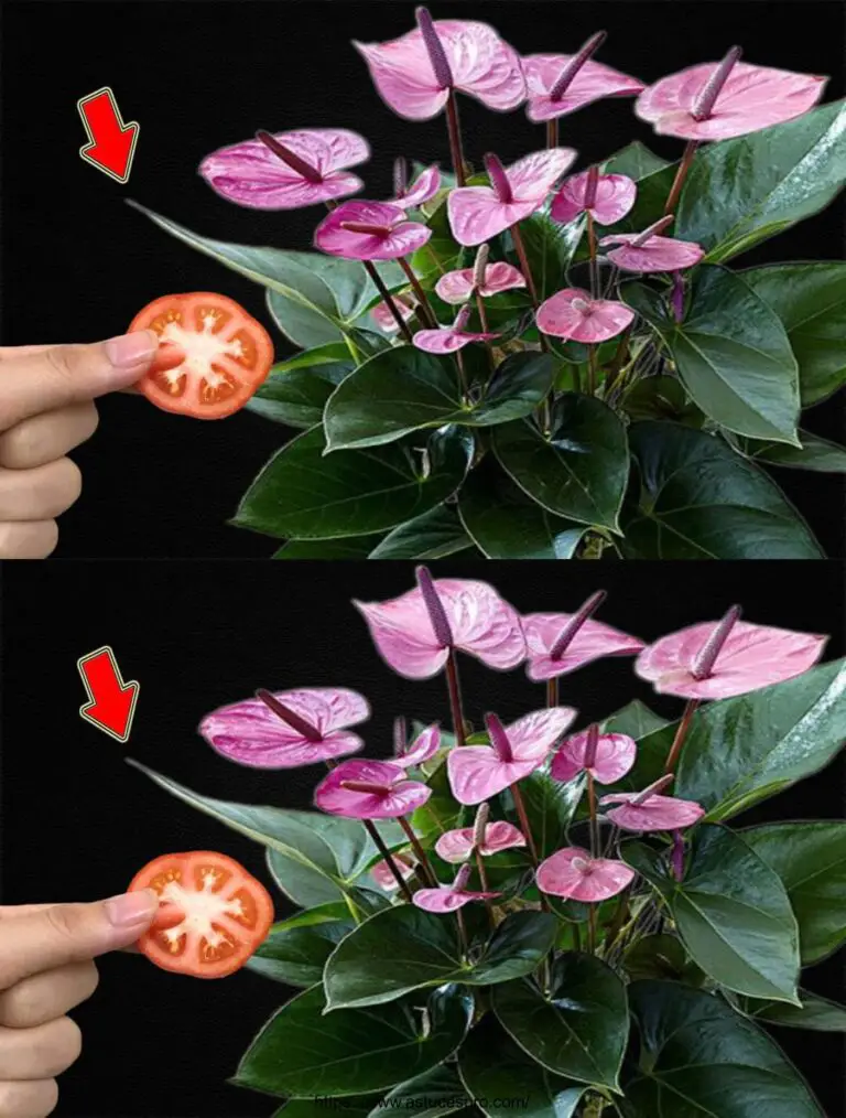 ¡Sólo una rodaja de tomate! Todo el jardín de Anthurium brota con flores en abundancia