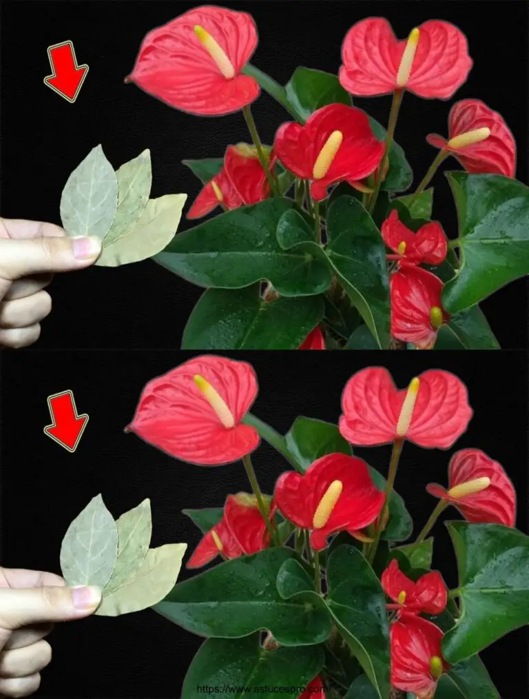 ¡Sólo necesito algunas hojas! Flor de Anthurium sin detenerse inmediatamente