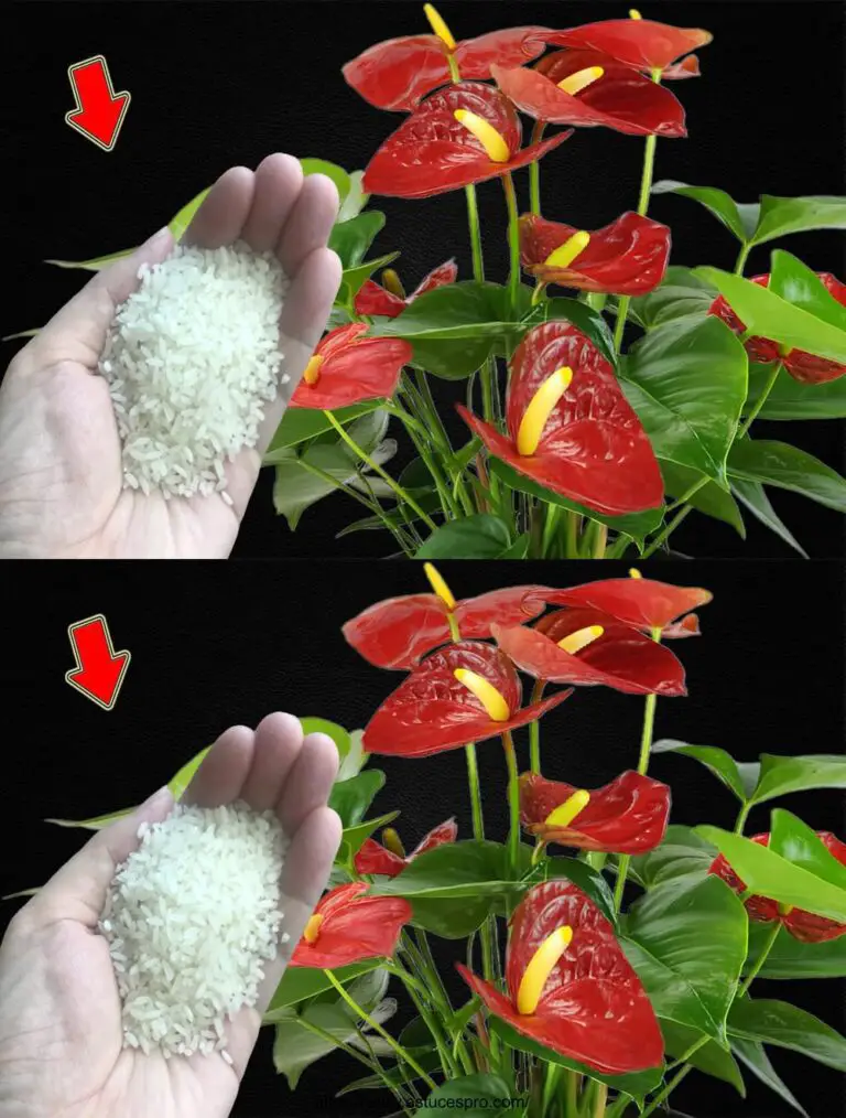 ¡Sólo 1 cuchara! El Anthurium es bueno para la salud y la flor abundantemente