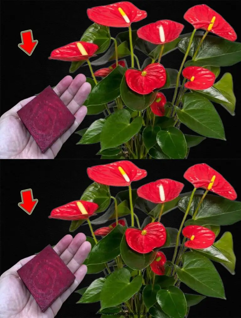 ¡Introduzca 1 pieza en el suelo! Anthuriums Empuja rápido y flor milagrosamente