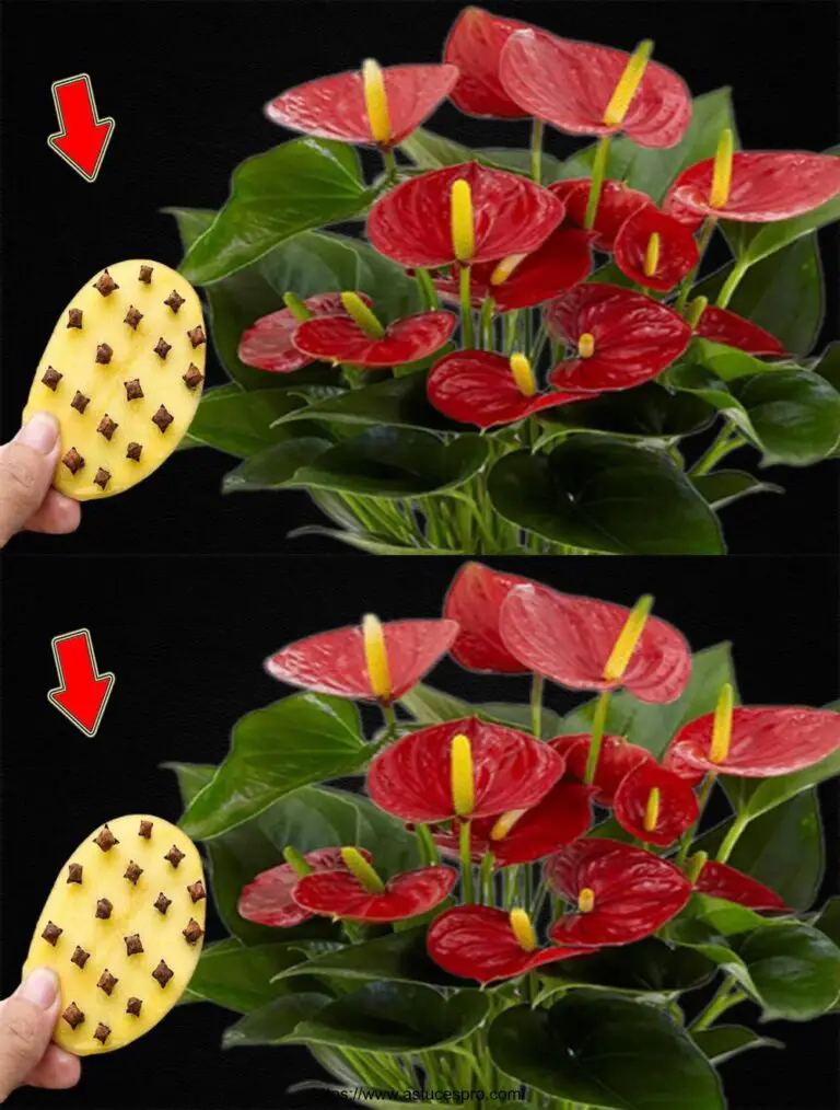 Anthuriums Blossom 500% Más fácilmente ¡Gracias a este secreto!