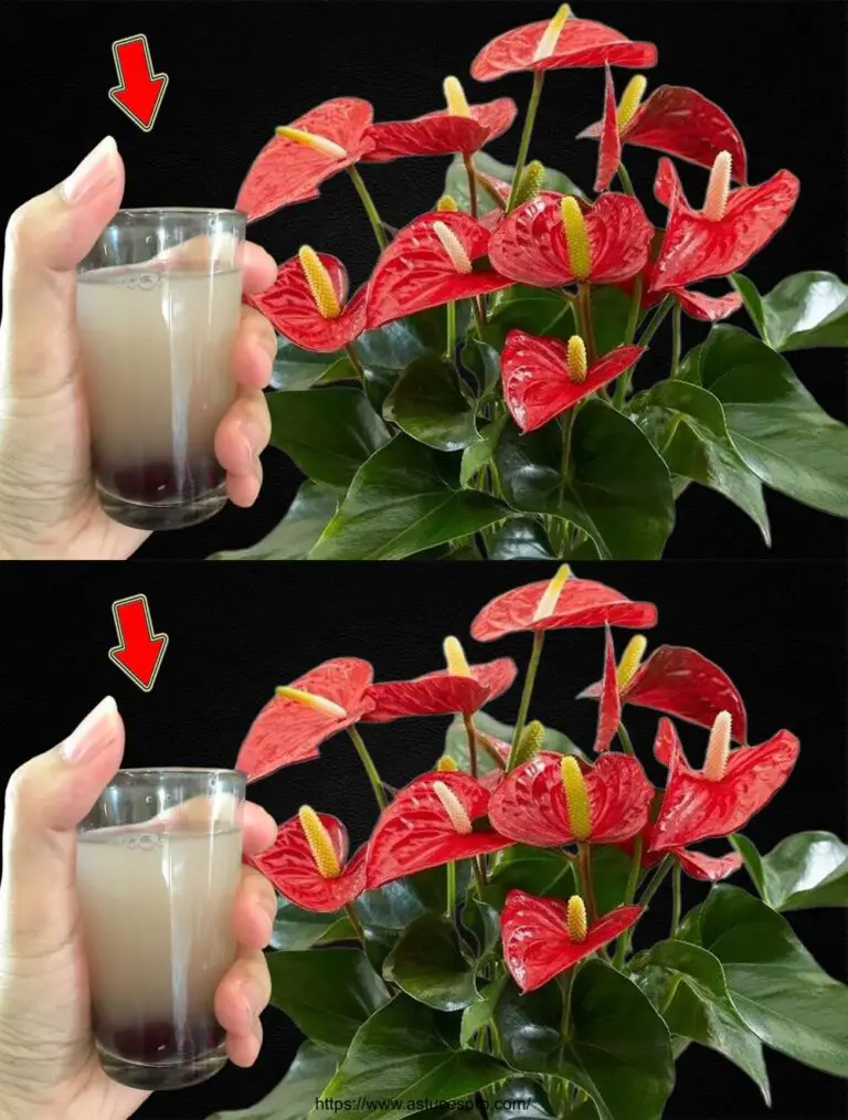 ¡Sólo una vez es suficiente! El anthurium florece todo el año