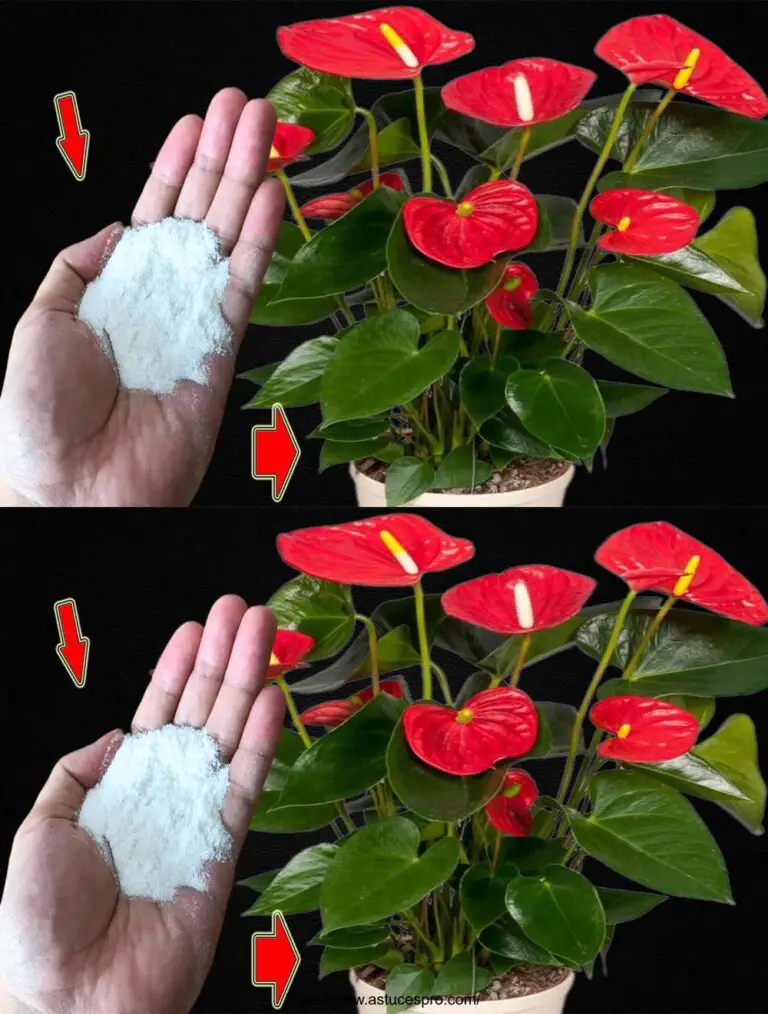 ¡Sólo una cuchara! Anthurium Sin Flores Flores De repente en Continua