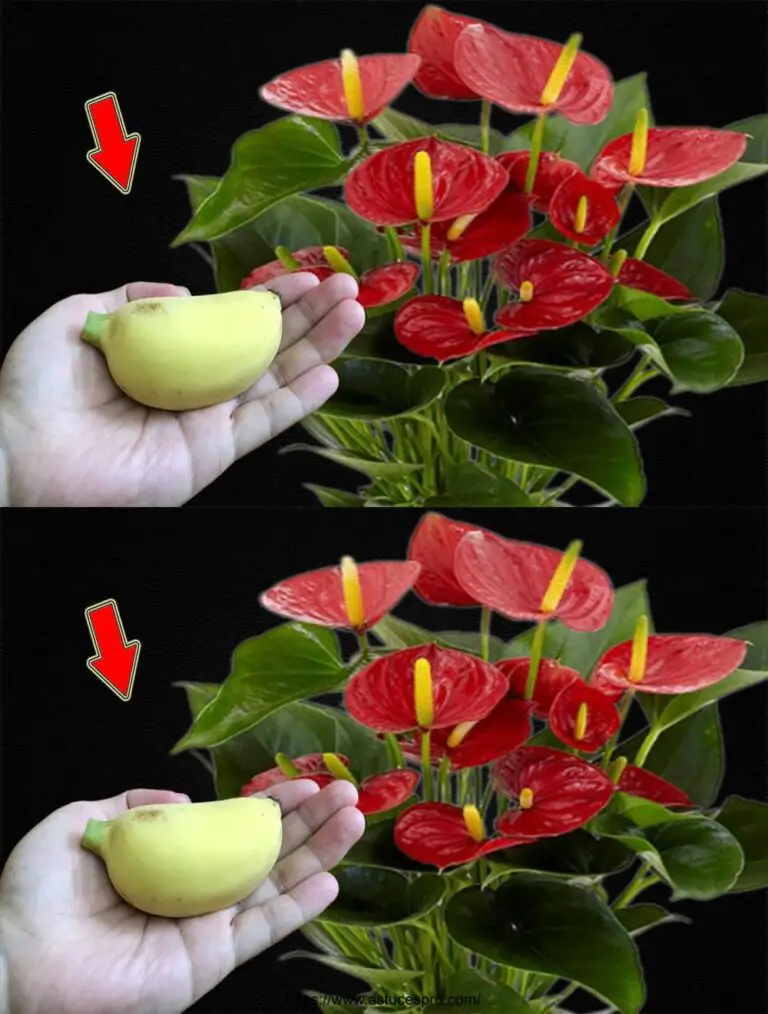 ¡Una fruta es suficiente! El anthurium florece todo el año