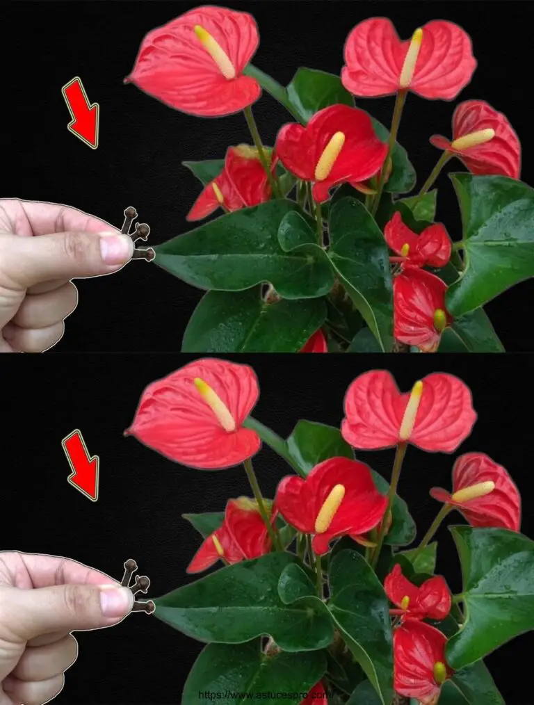 ¡Sólo necesito unos amigos! Todo el árbol de Anthurium florecerá brillantemente