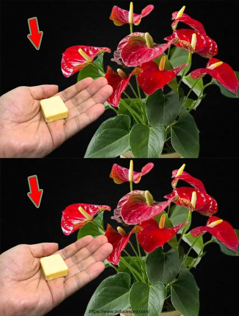 ¡Sólo necesito 1 pedazo! De repente, el Anthurium ha atrapado muchas flores mágicas.