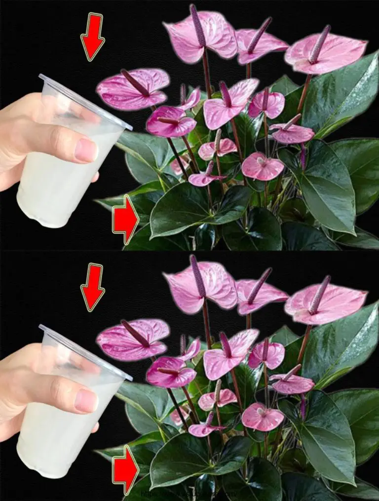 ¡Sólo 1 taza! Anthurium sin Flores Blossoms De repente sin parar.