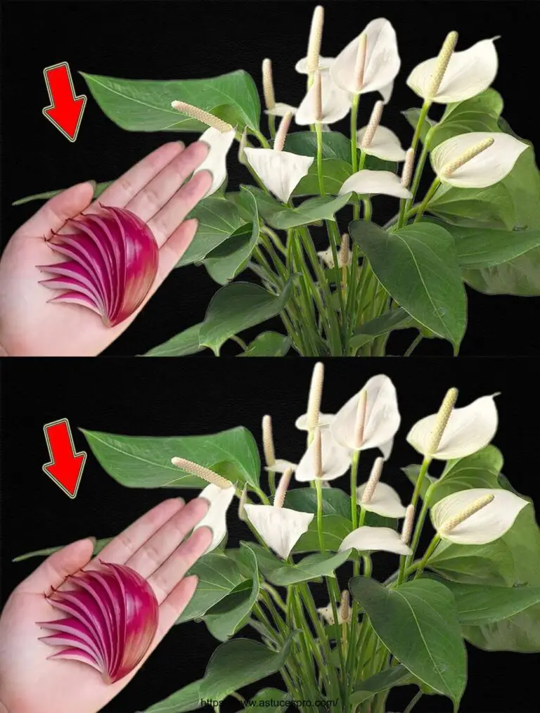 Sólo una rebanada de cebolla, el anthurium será saludable y florecerá muchas flores mágicas.