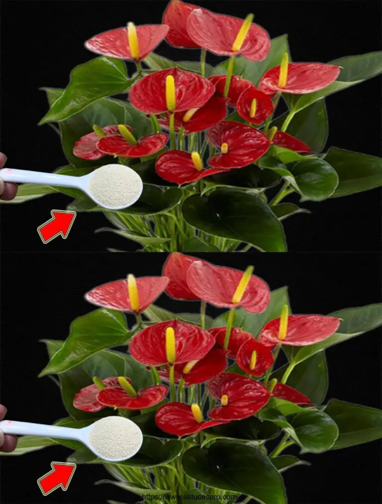 ¡Espolvorearé una cuchara! De repente, el Anthurium florece incontrolablemente