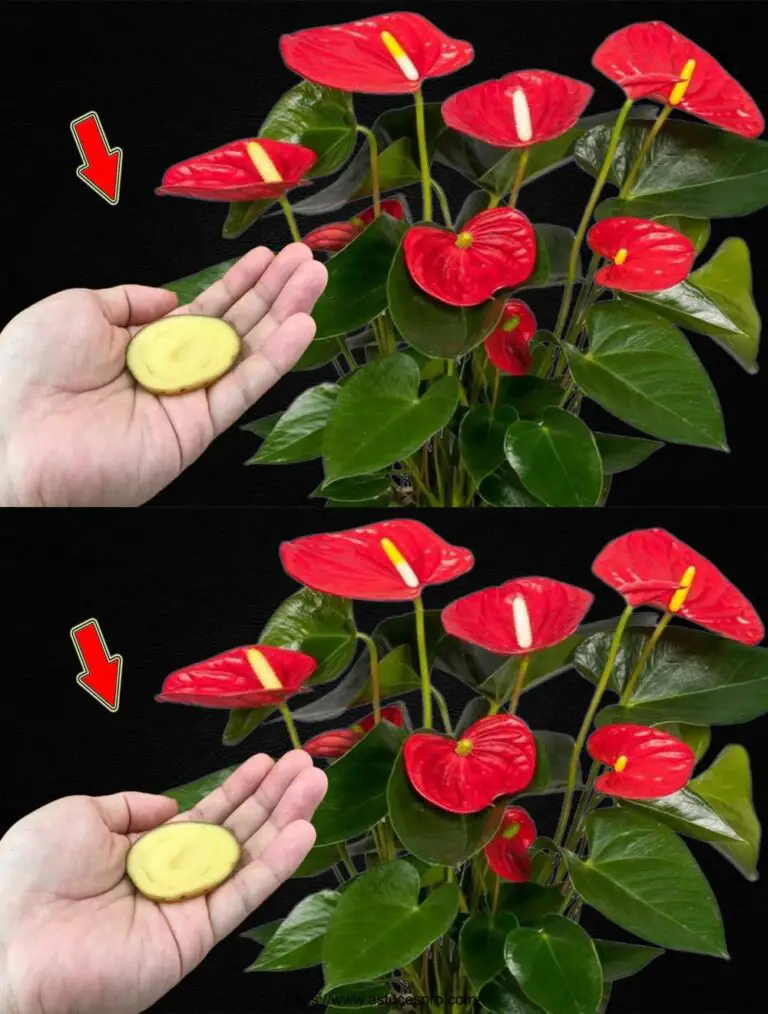 ¡Pon 1 pedazo en el suelo! Anthurium crece más rápido y flores 300% más