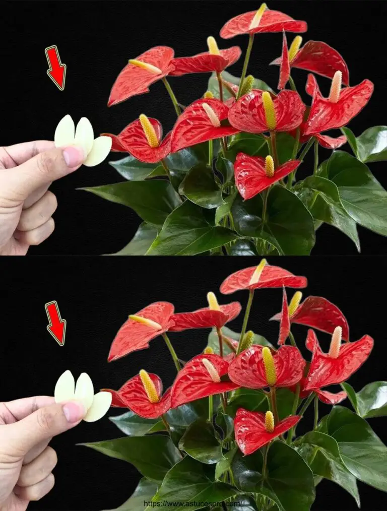 1 Slice Slim por semana! All Anthurium S