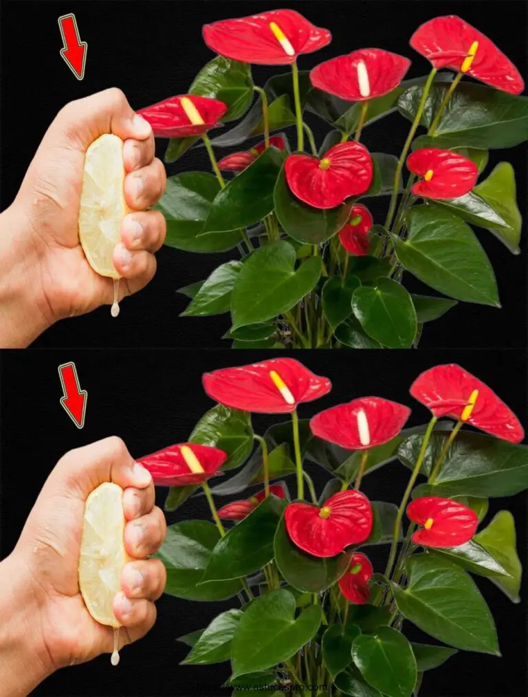 ¡Una gota por árbol! El Anthurium sin flores florece de repente y constantemente