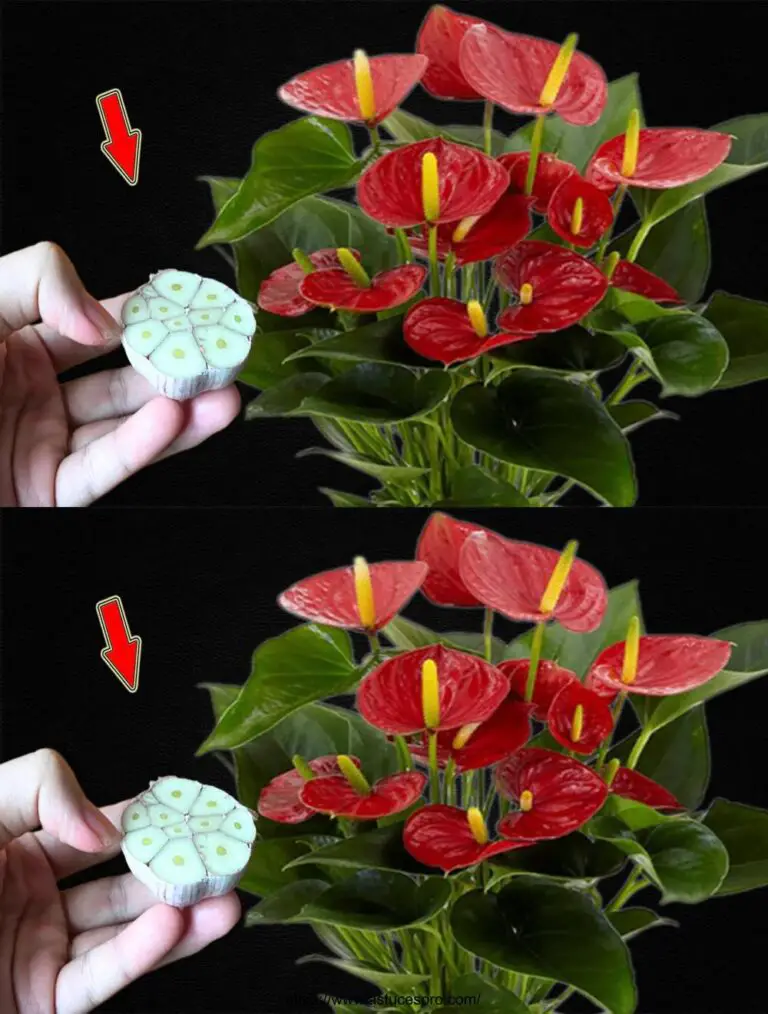 Una rama de ajo, el anthurium será saludable y florecerá muchas flores mágicas.