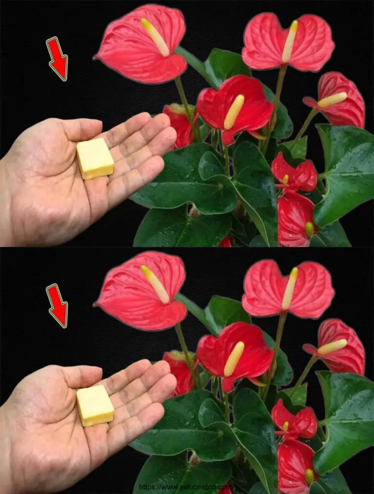 ¡Introduzca una pieza en el suelo! Cualquier anthurium florecerá brillantemente