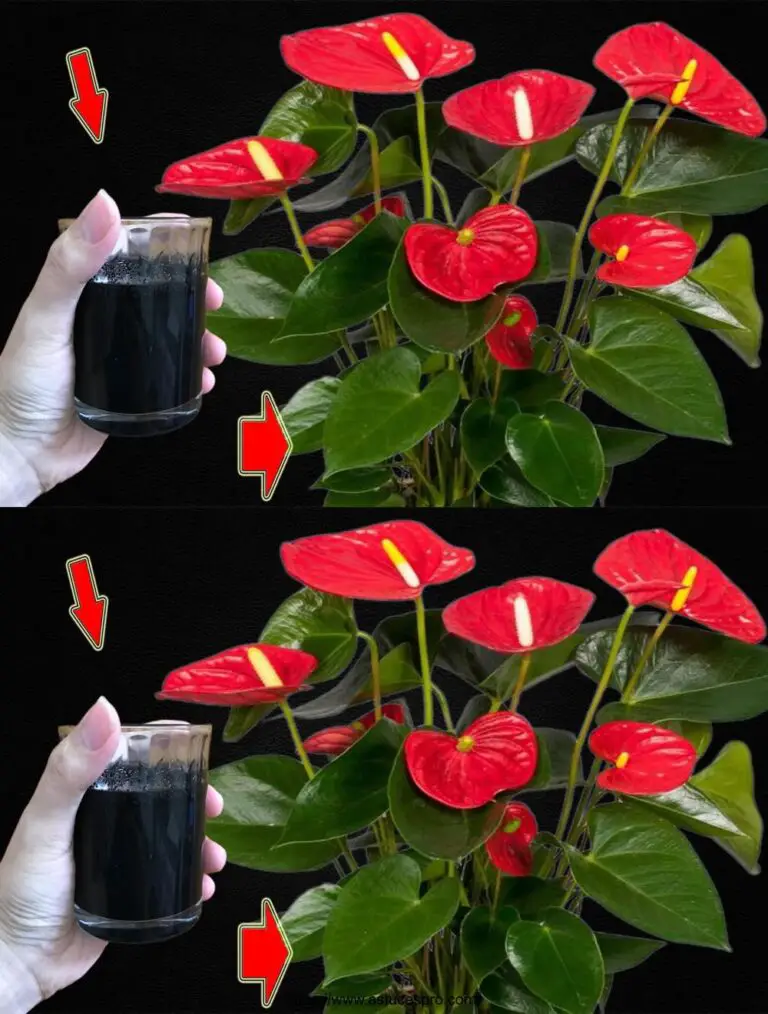 ¡He pagado 1 taza! De repente, el Anthurium Color Sclate