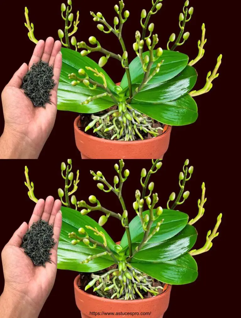 Sólo una pizca de magia: cada nudo de orquídea florece de repente mucho más de lo habitual