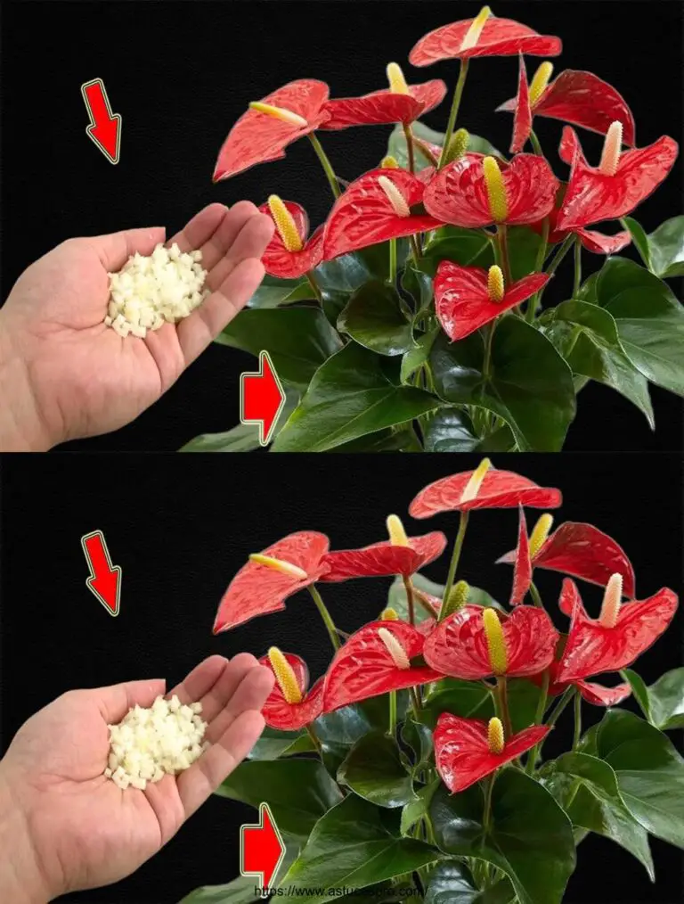 ¡Espolvorear una cuchara! Todo Anthurium florecerá brillantemente durante todo el año