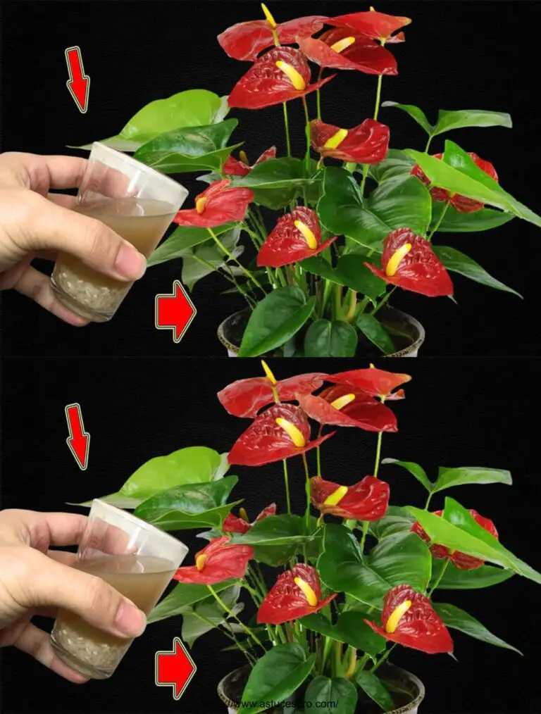 Pocas personas saben! Hace estallar el anthurium con muchas flores hermosas