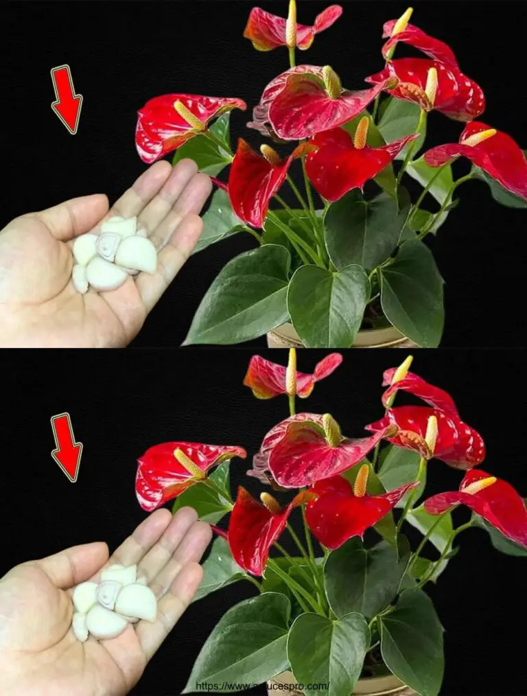 Una trinchera de cebolla también florece muchas flores hermosas en el anthurium.