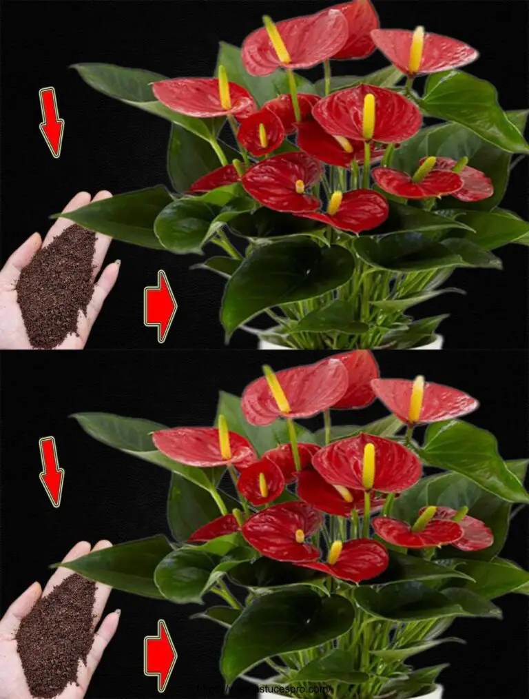 ¡Espolvorearé una cucharadita! De repente, el anthurium floreció muchas flores mágicas.