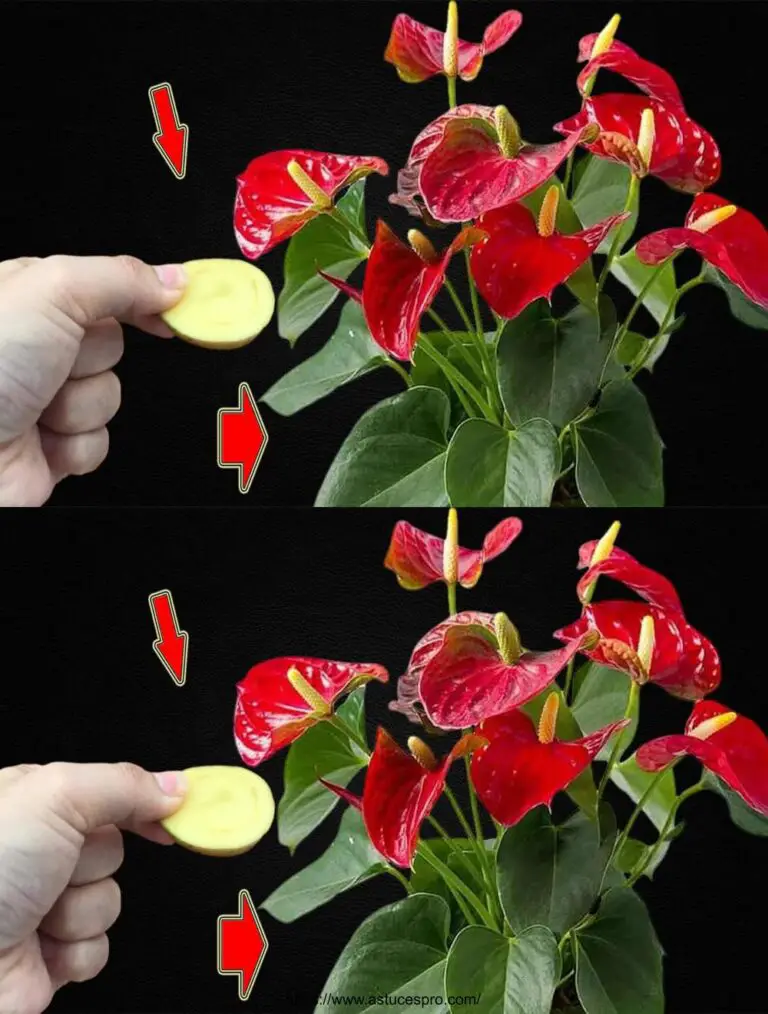 ¡Sólo una pieza! Anthurium Sin Flores Blossoms De repente en una Multitude de Flores Mágicas