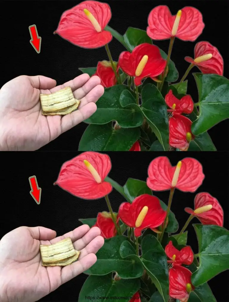 ¡No la tires! Esto hace florecer muchas flores hermosas en los anthuriums.