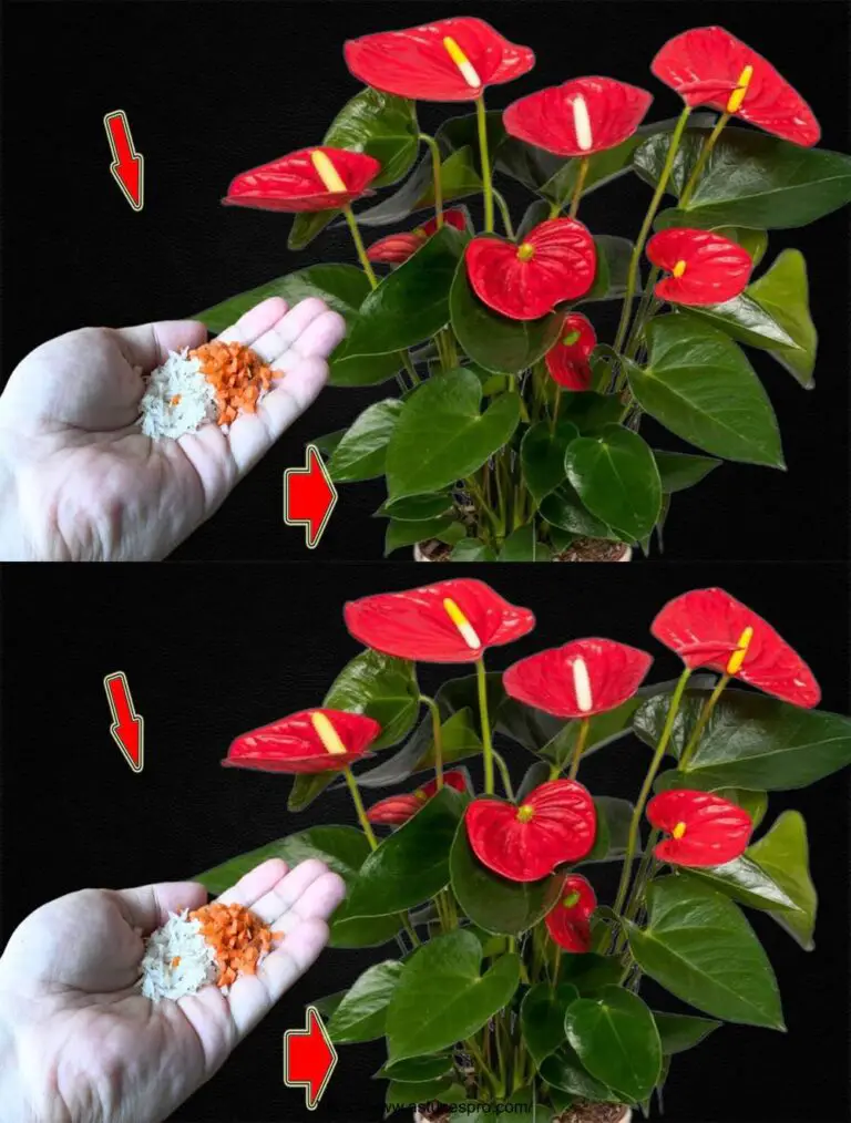 Un Anthurium por árbol: crecimiento rápido y floración continua