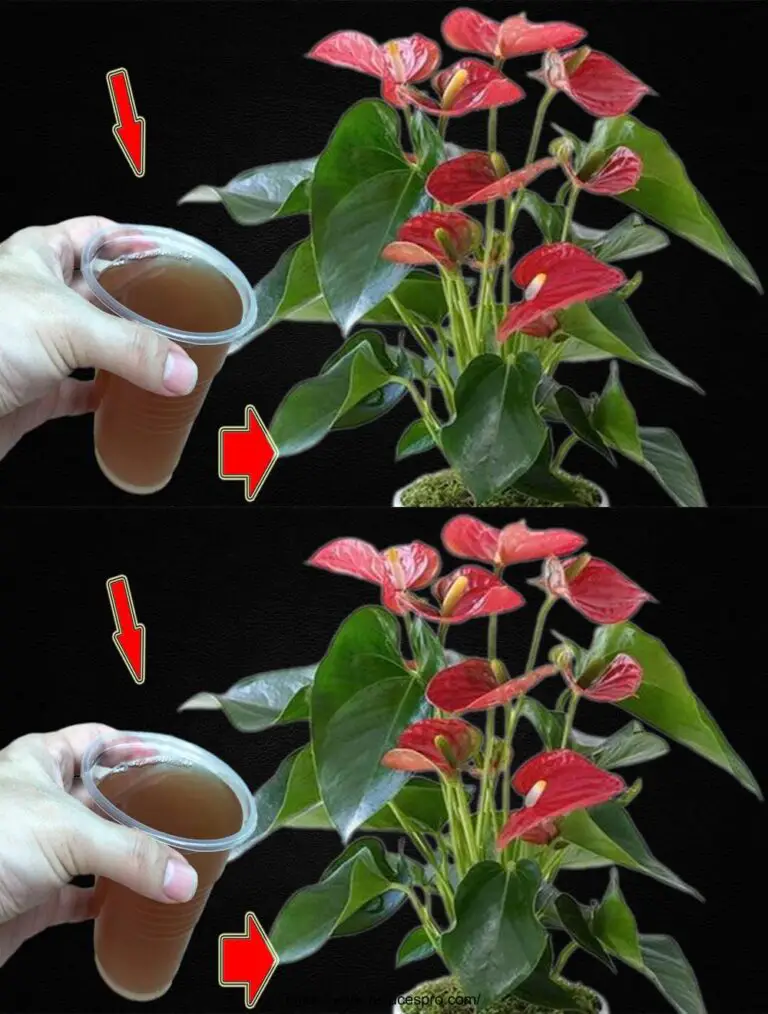 ¡Por 1 taza! ¡Me sorprende! L-anthurium enjambres como hermosas flores