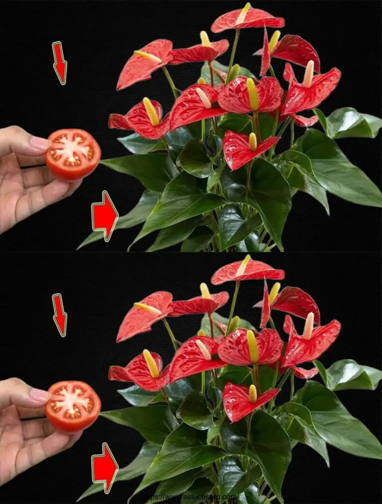 Una rodaja de tomate hace florecer los anthuriums