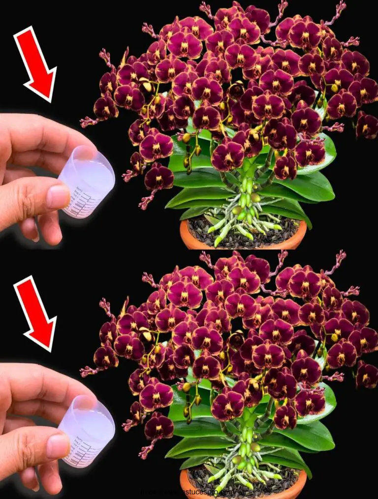 ¡Sólo un tapón! Orquídeas de repente florecieron muchas veces