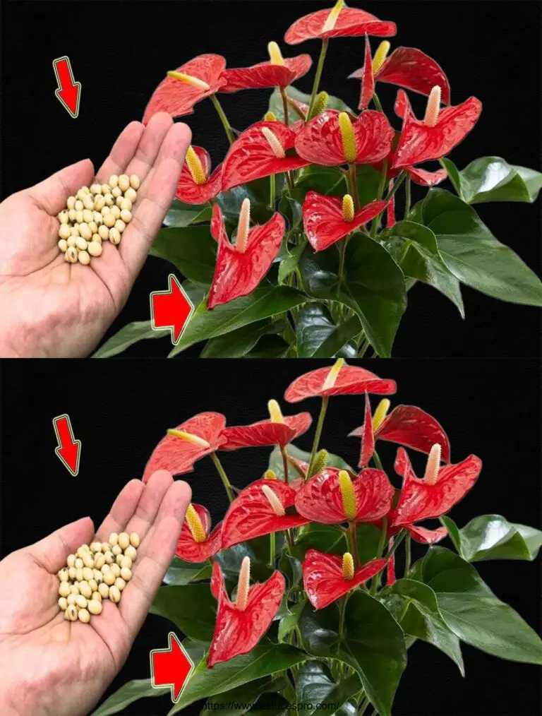 Eso hace Empujar el Anthurium 300 tiempo más rápido y flor todo el año