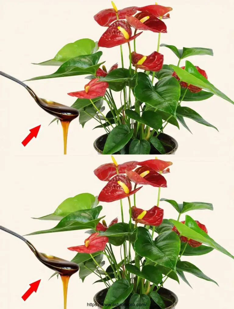 ¡Unas gotas por Plante! The Anthurium Scatter and Blossom durante todo el año