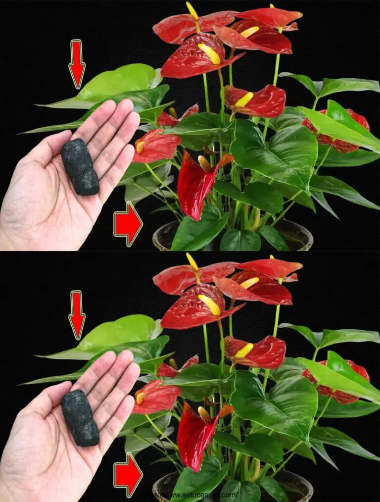 ¡Sólo necesito 1 pedazo! ¡Me sorprende! El Anthurium florece de primavera a invierno