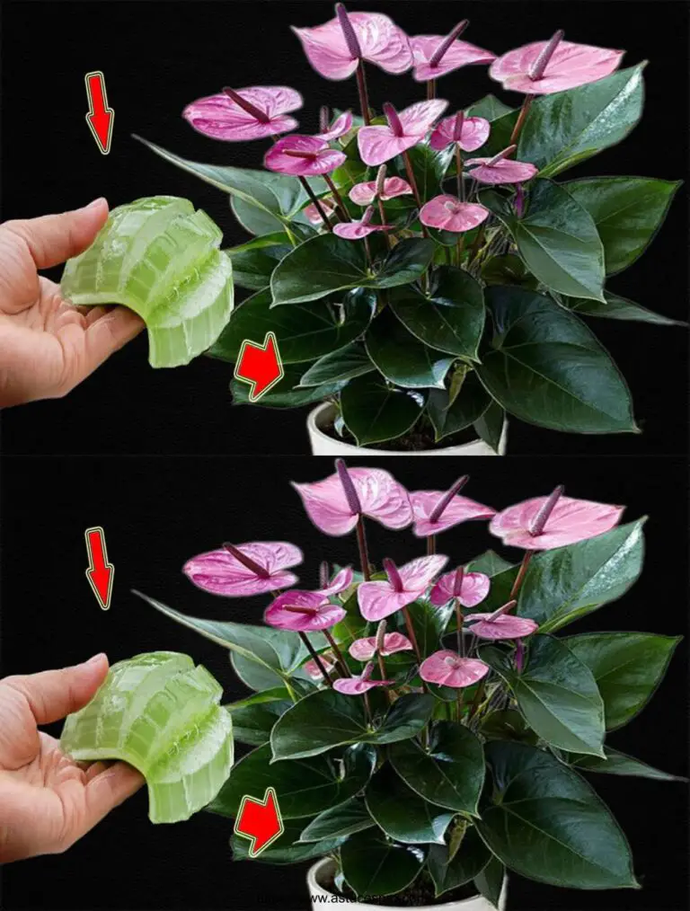 ¡Qué maravilla! Los Anthuriums crecen 500 veces más rápido y florecen continuamente durante todo el año.