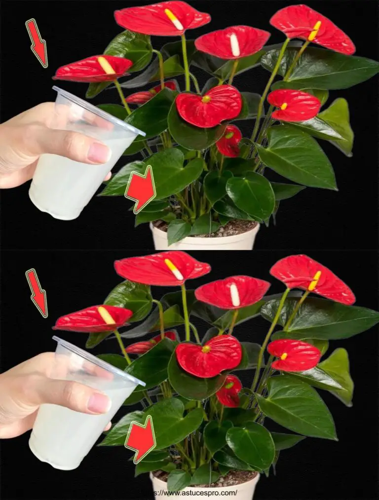 Sólo 1 taza hecha Cuantas Flores de Anthurium Exploser